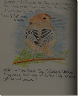 Baltimore Oriole
