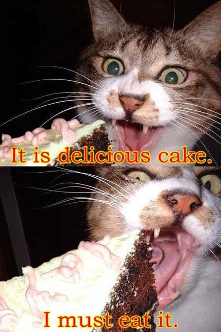 Funny Cat - It Is Delicious Cake - I Must Eat It