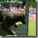 BW12-Dogs