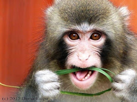 Darwin the “IKEA Monkey”
