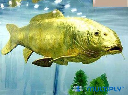 Inilah Ikan Emas Terbesar Di Dunia [ www.BlogApaAja.com ]