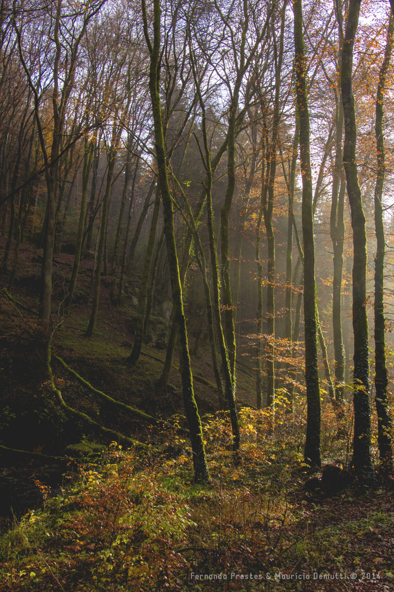 mullerthal trail em Luxemburgo no outono