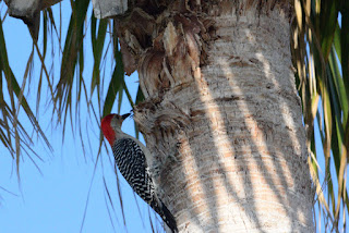 Red-bellied Woodpecker