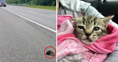 A esta mujer no le importa recibir una multa por salvar a un gatito de la autopista