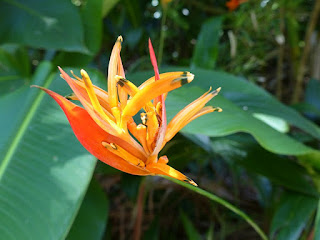 Heliconia de la Réunion