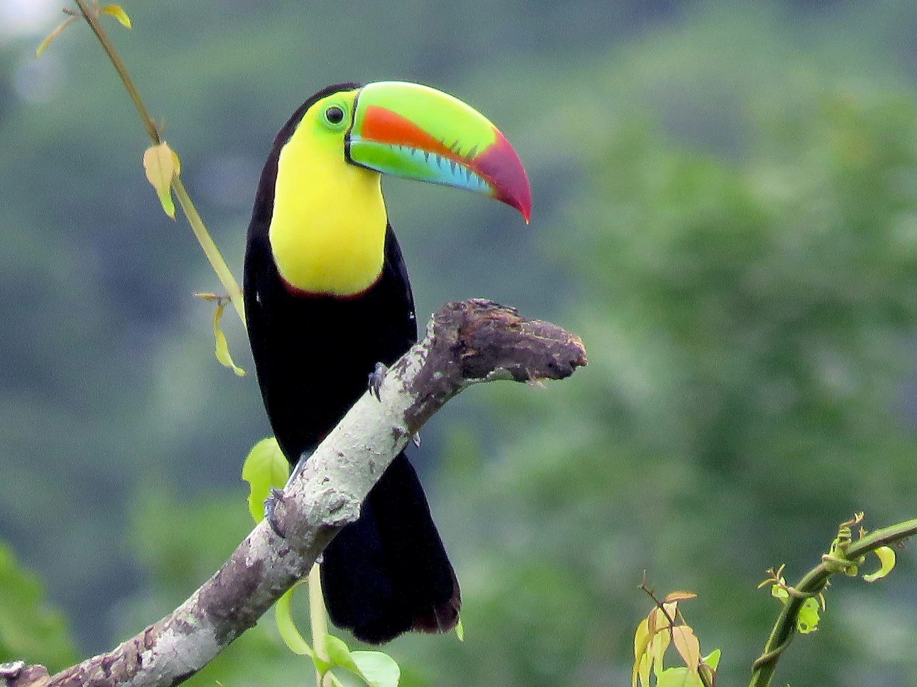 Kill-billed Toucan - The most beautiful bird pictures - The most beautiful bird pictures - NeotericIT.com