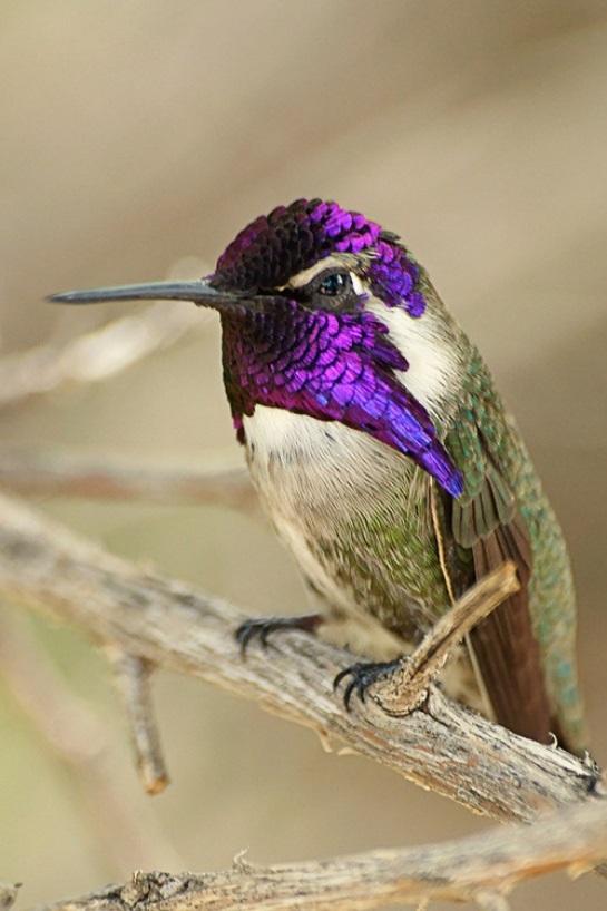 Aves hermosas mundo