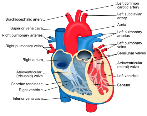 human heart diagram with labels. Heart Diagram And Labels.