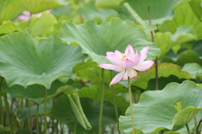 ハスの花