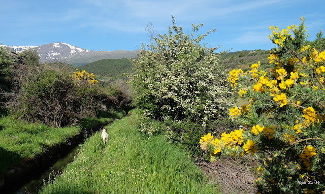 Acequia Alcázar, Jérez del Marquesado