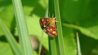 Pyrausta (Pyrausta) aurata DSC52884