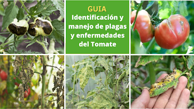 Guia - Identificación y manejo de plagas y enfermedades del Tomate