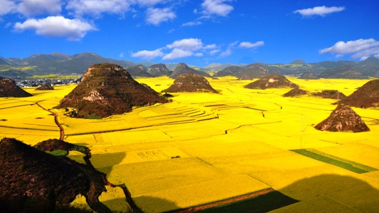 Canola Flower Fields, Taman Terindah di Cina