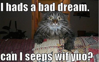 bad-dreams-funny-cat.jpg