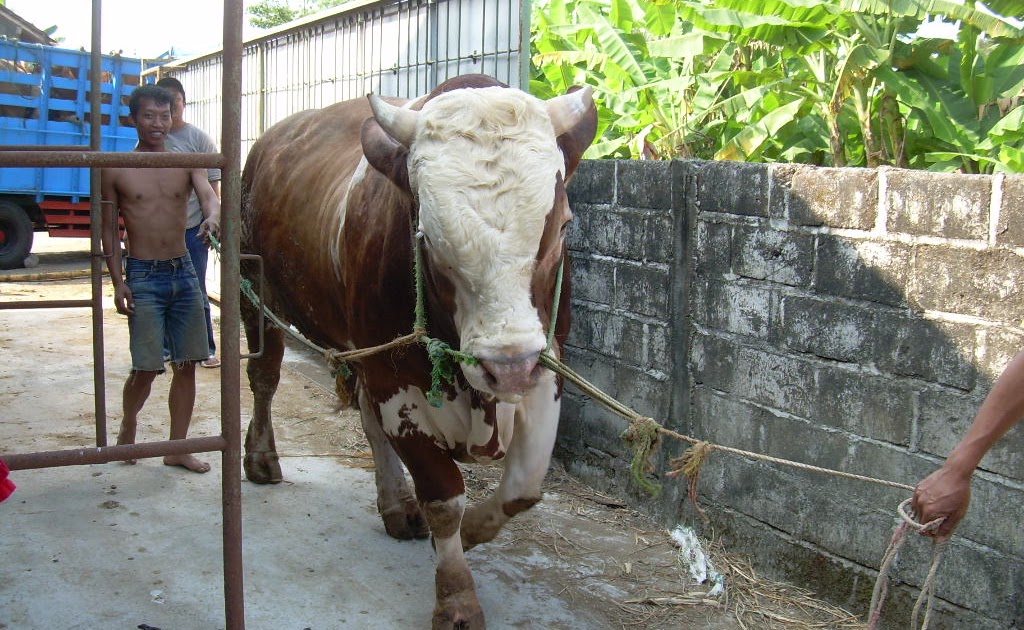 gambar peternakan sapi