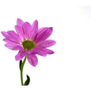 flower white background