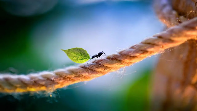 Ant