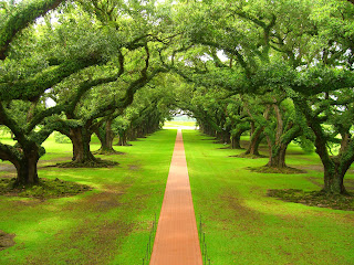 Green Rood wallpaper and photo