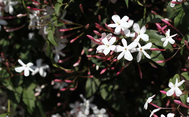 Jasminum Polyanthum Flowers