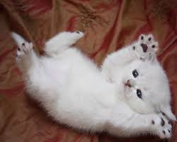 Cute And Funny Images Of White Kitten 37