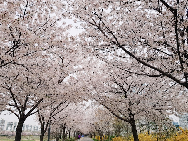 Anyangcheon Stream Cherry Blossom Road