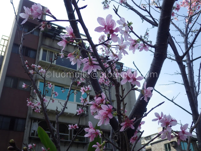 Taipei cherry blossoms