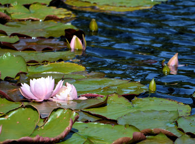 photo of water lily at Rockaway Beach by Nancy Zavada.