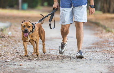 paseo perro