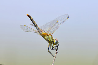 libelula-roja-migradora-sympetrum-fonscolombii-hembra-