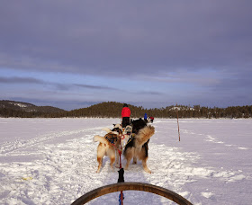 Husky Sled, Arctic Circle