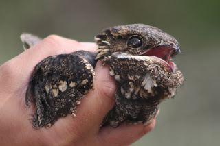 Male Nightjar