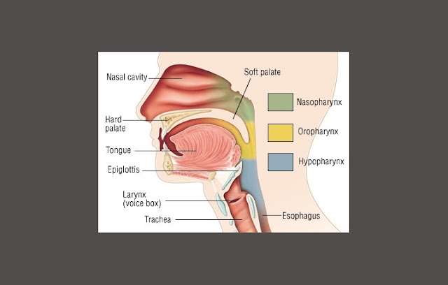 Nasopharynx, Oropharynx, Hypopharynx, Laryngopharynx