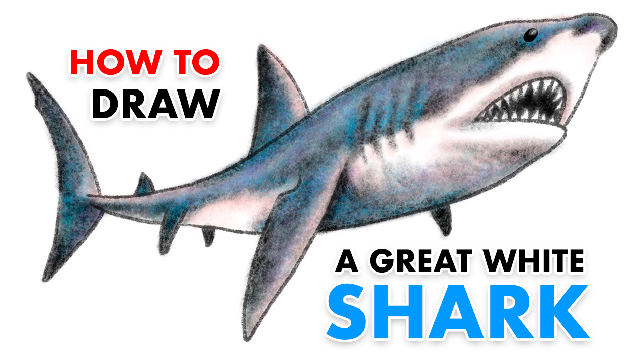 how-to-sketch-draw-outline-color-great-white-shark-abcdrawings-com-challenge-elementary-school-abcdrawings-fun-art-video-tutorials-activities-kids-children-education