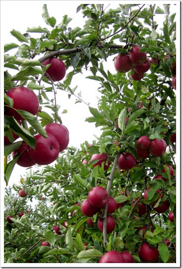 apples