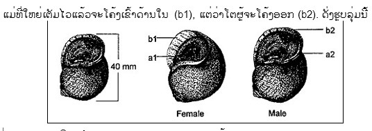 ຮູບຮ່າງລັກສະນະ  ຫອຍປາກກວ້າງ ທີ່ພົບເຫັນຢູ່ໃນລາວເຮົາມີຢູ່ 2 ຊະນິດຄື: ຊະນິດ P. canaliculata ແລະ P. Insularus ແຕ່ຕໍ່ມາມີລາຍງານວ່າມີພຽງຊະນິດດຽວເທົ່ານັ້ນ ເຖິງວ່າມັນຈະມີ