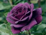 Purple roses are one of my