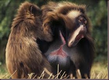 Amazing Pictures of Animals, photo Nature, exotic funny, incredibel Zoo, Theropithecus gelada, Primates, Alex (18)