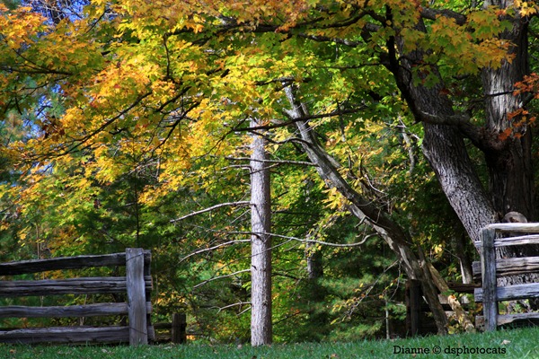 IMG_8600 Autumn_2