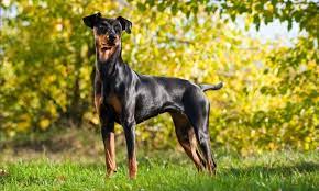 Doberman Pinscher