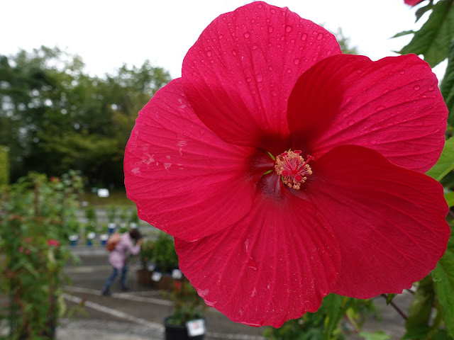 とっとり花回廊のハイビスカス