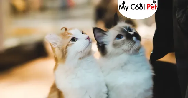 Common Mistakes Cat Owners Make
