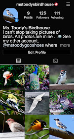 Ms. Toody's Birdhouse on Instagram | Ms. Toody Goo Shoes #flamingos #instagram