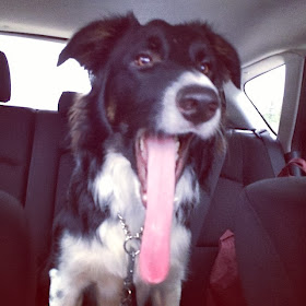 Cute dogs - part 7 (50 pics), dog with a long tongue