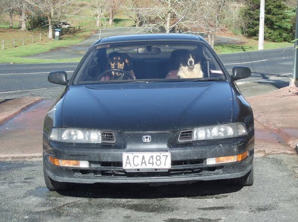 funny dogs, funny dog pictures, dog driving car, dog pictures, awesome dog drives car, cool dogs drive cars