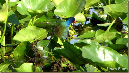 OrlandoWetlands_030