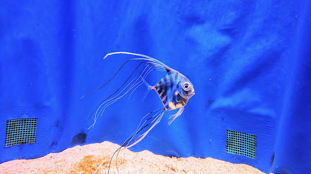 沖縄 美ら海水族館