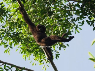 Bornean Gibbon