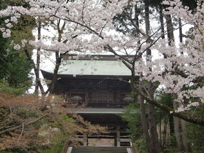 円覚寺の桜