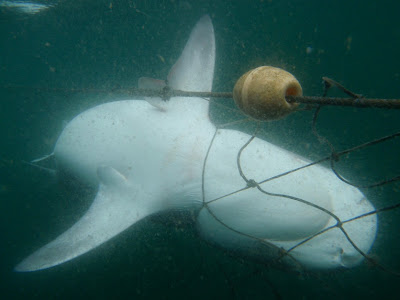 endangered whale  shark