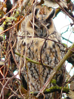 Long-Eared Owl, Marton Mere